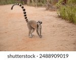 ring-tailed lemur, Lemur catta large strepsirrhine primate and most recognized lemur due long, black and white ringed tail. Like all lemurs endemic island of Madagascar. cute small animal