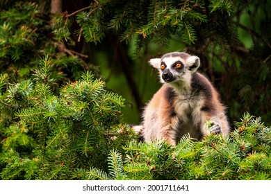 The ring-tailed lemur (Lemur catta) is a large strepsirrhine primate and the most recognized lemur due to its long, black and white ringed tail. It belongs to Lemuridae.