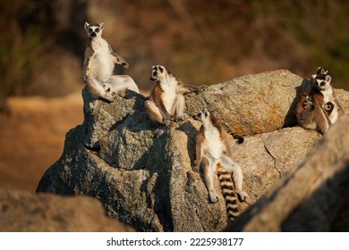 Ring-tailed Lemur - Lemur catta large strepsirrhine primate with long, black and white ringed tail, endemic to Madagascar and endangered, family warming on the sun.