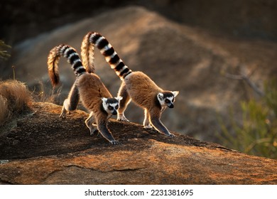 Lemur de cola anillada - Lemur catta gran primate strepsirrhine con cola larga, negra y blanca anillada, endémica en Madagascar y en peligro de extinción, en malgache como maki, hira. Par en la roca.