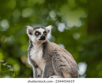 El lemur de cola anillada, Lemur catta es un gran primate de strepsirrhine y el lémur más reconocido por su larga cola anillada en blanco y negro. Como todos los lemures es endémico en la isla de Madagascar