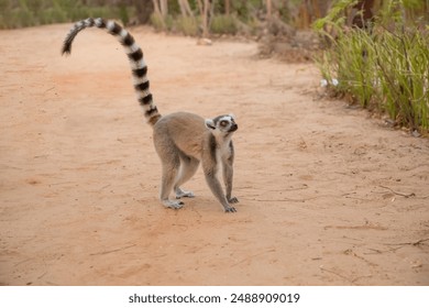 ring-tailed lemur, Lemur catta large strepsirrhine primate and most recognized lemur due long, black and white ringed tail. Like all lemurs endemic island of Madagascar. cute small animal