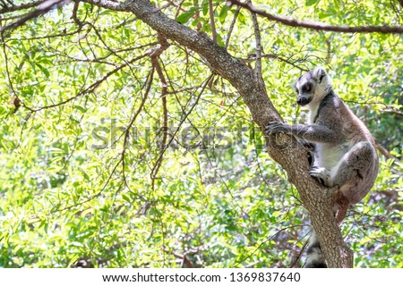 The ring-tailed lemur (Lemur catta) is a large strepsirrhine primate and the most recognized lemur due to its long, black and white ringed tail