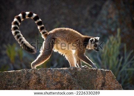 Ring-tailed Lemur - Lemur catta large strepsirrhine primate with long, black and white ringed tail, endemic to Madagascar and endangered, known locally in Malagasy as maky, maki or hira. Rocky place.