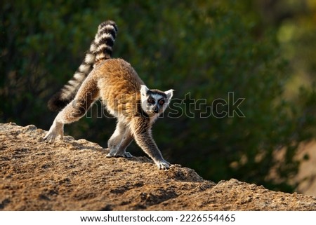 Ring-tailed Lemur - Lemur catta large strepsirrhine primate with long, black and white ringed tail, endemic to Madagascar and endangered, known locally in Malagasy as maky, maki or hira. Portrait.