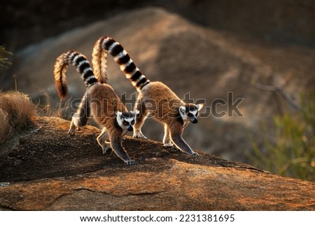 Ring-tailed Lemur - Lemur catta large strepsirrhine primate with long, black and white ringed tail, endemic to Madagascar and endangered, in Malagasy as maky, maki or hira. Pair on the rock.