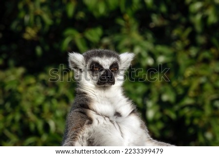 The ring-tailed lemur (Lemur catta) is a large strepsirrhine primate and the most recognized lemur due to its long, black and white ringed tail. Belonging to Lemuridae family.