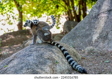 Ring-tailed lemur (Lemur catta), Mother with baby on back sitting on stone. Endangered endemic animal in Anja Comunity Reserve, Madagascar wildlife animal.