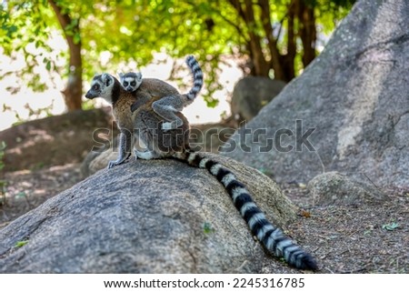 Ring-tailed lemur (Lemur catta), Mother with baby on back sitting on stone. Endangered endemic animal in Anja Comunity Reserve, Madagascar wildlife animal.