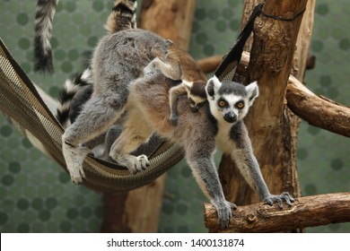 Ring-tailed lemur (Lemur catta) with its newborn baby in the back.