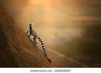 Ring-tailed lemur, Lemur catta, running on the edge of the rock against rays of setting sun. Lemur conservancy project in Anja Community Reserve, Madagascar.
				