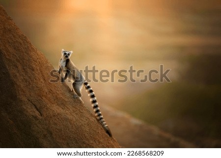 Ring-tailed lemur, Lemur catta, running on the edge of the rock against rays of setting sun. Lemur conservancy project in Anja Community Reserve, Madagascar.
