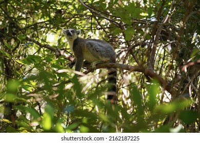 Ring-tailed Lemur (Lemur Catta) Sitting On Tree Over Branches, In Their Natural Habitat Madagascar Forest