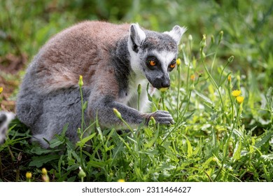 Ring-tailed lemur (Lemur Catta) sitting on a background of green grass and yellow flowers in Safari Ramat Gan, Israel. - Shutterstock ID 2311464627
