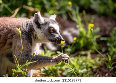 Ring-tailed lemur (Lemur Catta) sitting on a background of green grass and yellow flowers in Safari Ramat Gan, Israel. - Shutterstock ID 2315198973