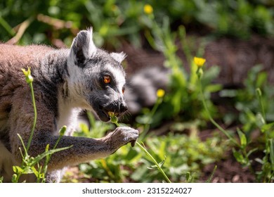 Ring-tailed lemur (Lemur Catta) sitting on a background of green grass and yellow flowers in Safari Ramat Gan, Israel. - Shutterstock ID 2315224027