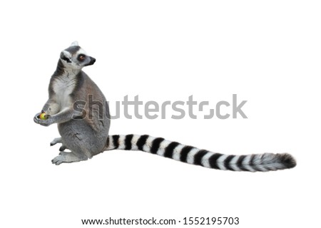 Ring-tailed lemur (Lemur catta) sitting on ground, holding a piece of fruit and looking over its long beautiful tail. Animal isolated on white background. Habitat Madagascar, Africa.