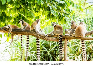 Ring-tailed Lemur in chiangmia THailand
