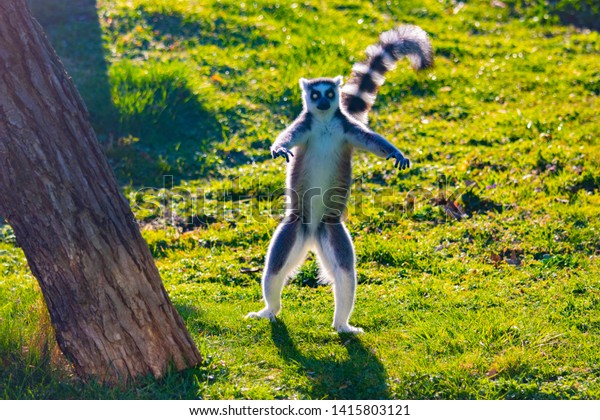 Ringtailed Lemur Dancing On Green Grass Stock Photo (Edit Now) 1415803121