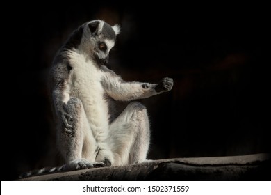 471 Lemur Night Images, Stock Photos & Vectors | Shutterstock