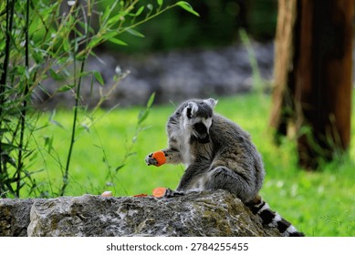 The ring-tailed lemur is easily recognizable by its long, black-and-white striped tail. It belongs to the Lemuridae family and is the only member of the Lemur genus.