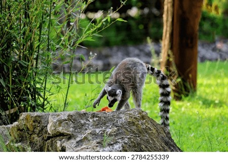 The ring-tailed lemur is easily recognizable by its long, black-and-white striped tail. It belongs to the Lemuridae family and is the only member of the Lemur genus.