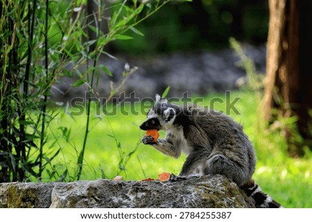 The ring-tailed lemur is easily recognizable by its long, black-and-white striped tail. It belongs to the Lemuridae family and is the only member of the Lemur genus.