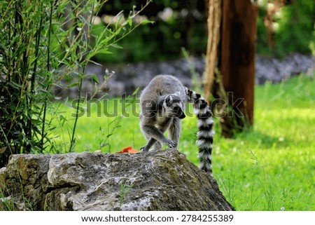 The ring-tailed lemur is easily recognizable by its long, black-and-white striped tail. It belongs to the Lemuridae family and is the only member of the Lemur genus.