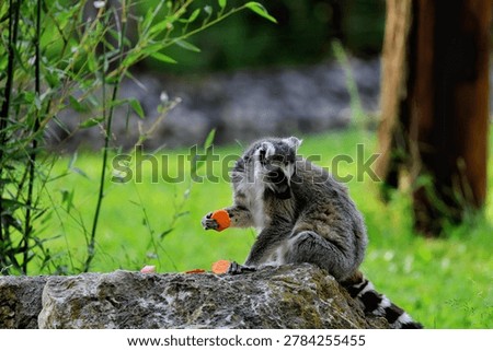 The ring-tailed lemur is easily recognizable by its long, black-and-white striped tail. It belongs to the Lemuridae family and is the only member of the Lemur genus.