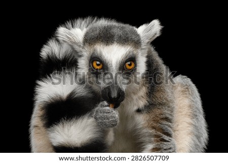 Ring-tailed lemur eating while watching and observing isolated on black background