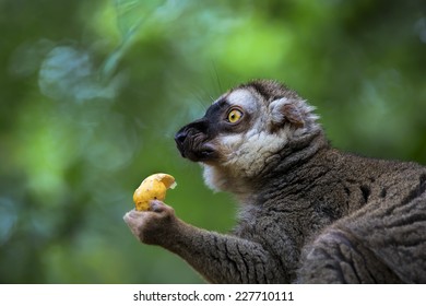 A Ring-tailed Lemur In The Forest Of Madagascar