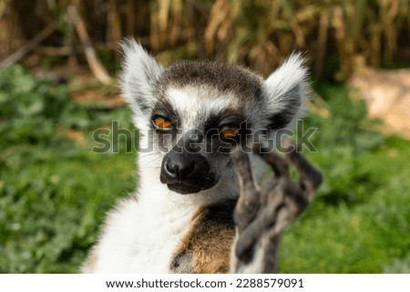 The ring-tailed lemur in a Greece zoo, Lemur catta. Close up macro photo.