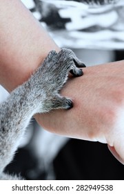 Ring-tailed Lemur Hand Of A Human Hand