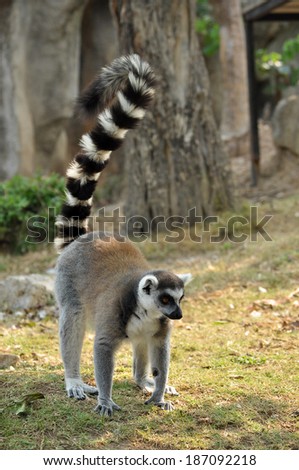 Ring-tailed lemur is instantly recognisable due to its long, bushy, black-and-white ringed tail.