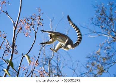 Ring-tailed Lemur Jumping From Branch To Branch