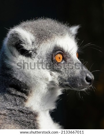 Similar – Image, Stock Photo Katta Animal Wild animal