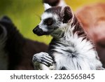 Ring-tailed lemur monkey. Mammal and mammals. Land world and fauna. Wildlife and zoology. Nature and animal photography.