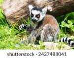 Ring-tailed lemur monkey. Mammal and mammals. Land world and fauna. Wildlife and zoology. Nature and animal photography.