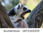 Ring-tailed lemur. Nice and nice pet, mostly.