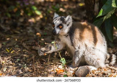 Ring-tailed lemur on the ground in Madagascar, Africa - Shutterstock ID 267368933