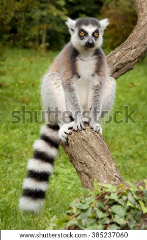 Ring-Tailed Lemur in the Prague Zoo, Czech Republic