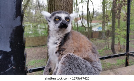 Ring-tailed Lemur Profile