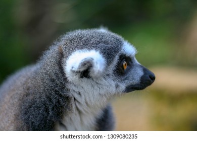 Ring-tailed Lemur Profile