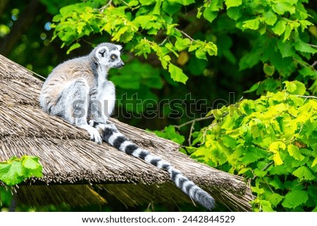 A ring-tailed lemur sits calmly on a thatched roof, with its striped tail hanging down as it surveys its surroundings amidst vibrant green foliage.