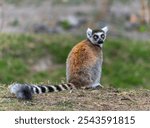 A ring-tailed lemur sitting on the grass with its distinctive black and white striped tail. Isalo National Park, Madagascar.