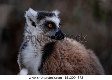 Similar – Image, Stock Photo Portrait of a ring-tailed lemur (Lemur catta)