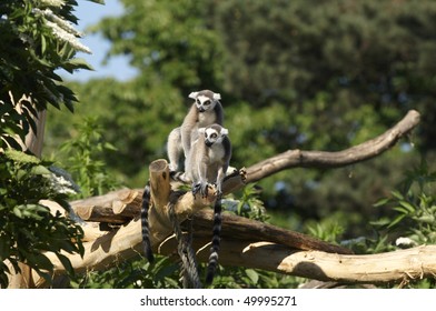 Ring-tailed Lemur In Tiergarten (Vienna Zoo)