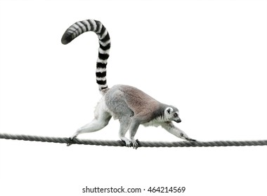 ring-tailed lemur walking on a rope isolated over a white background