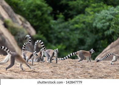 Ring-tailed Lemurs Family -Lemur Catta In Madagascar