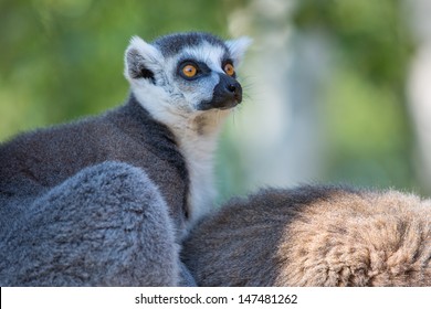 Ring-tailed Lemurs (Lemur Catta) 